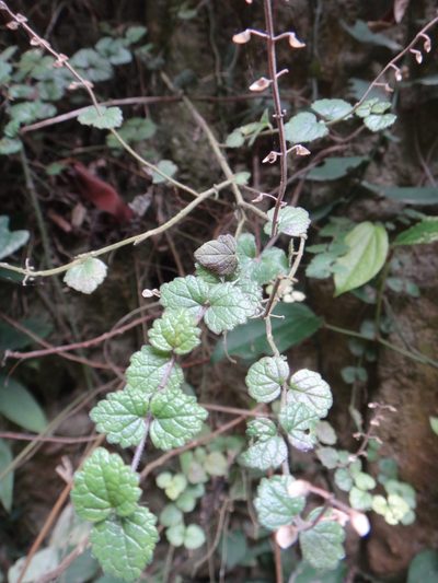 Scutellaria playfairii, photographed by 呂一起(Lyu yi-chi)