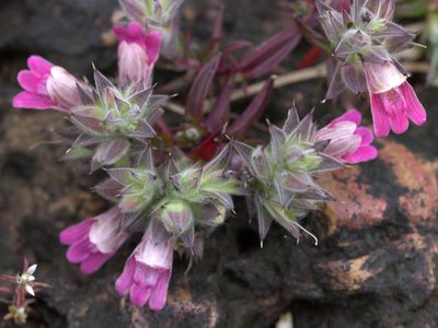 Lepidagathis keralensis, photographed by Firos AK