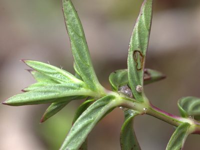 Lepidagathis keralensis, photographed by Firos AK