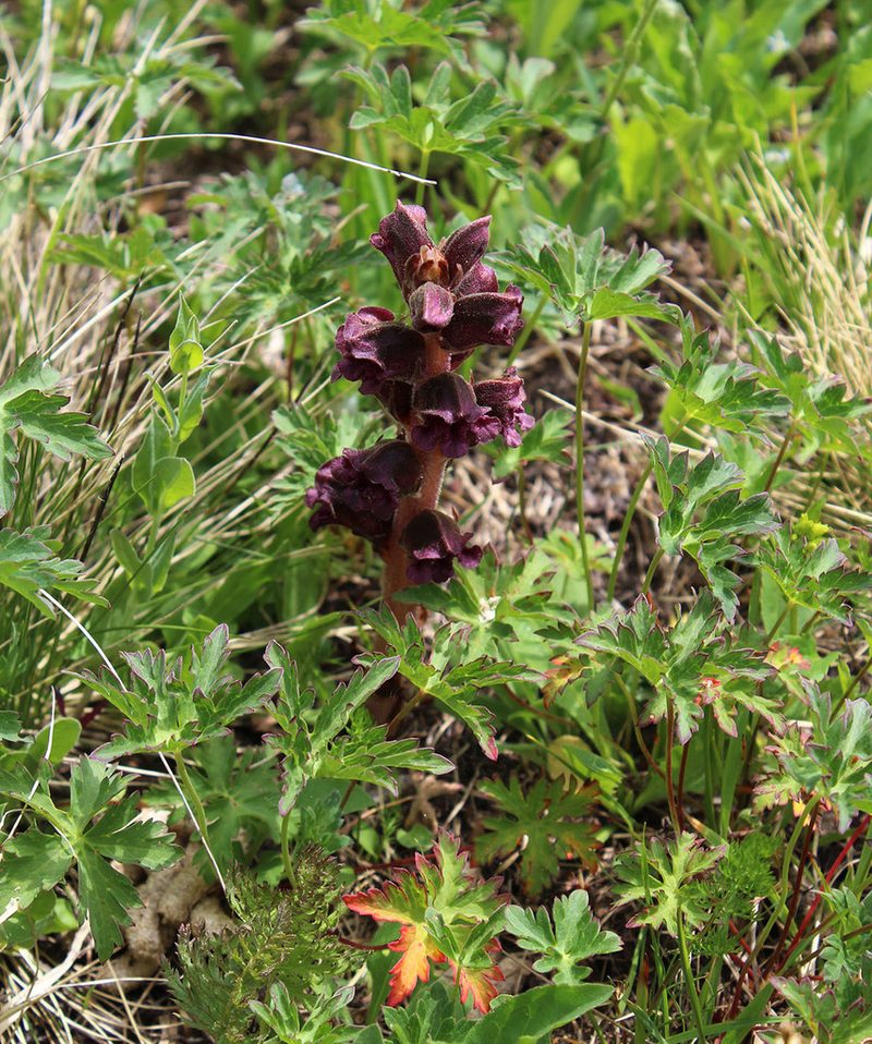 Orobanche gamosepala, photographed by Dmitriy Bochkov