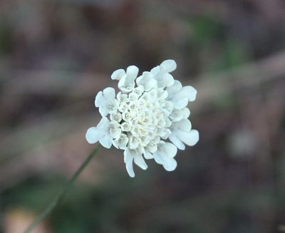 Scabiosa bipinnata, photographed by Dmitriy Bochkov