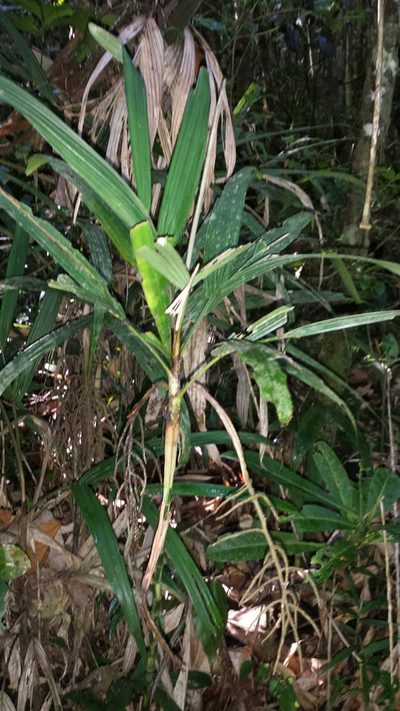 Dypsis hildebrandtii, photographed by Romer N. Rabarijaona