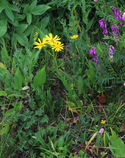 Senecio kolenatianus, photographed by Dmitriy Bochkov