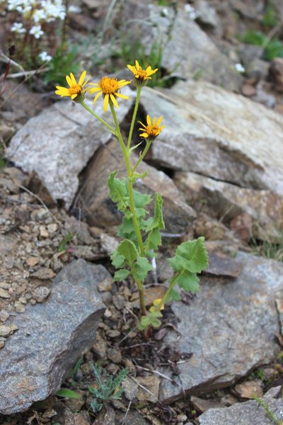 Iranecio taraxacifolius, photographed by Dmitriy Bochkov