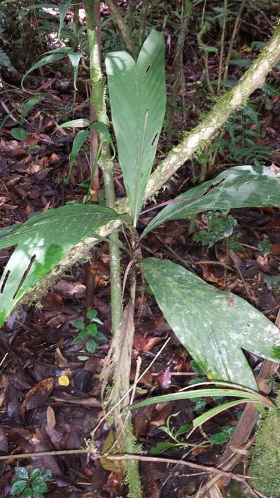 Dypsis catatiana, photographed by Romer N. Rabarijaona