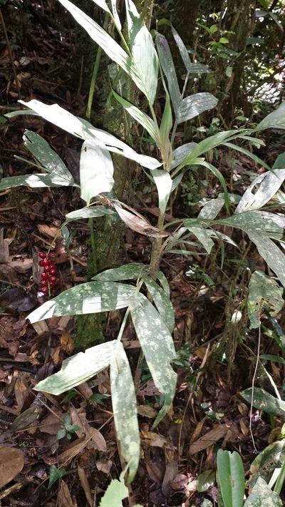 Dypsis catatiana, photographed by Romer N. Rabarijaona