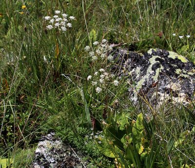 Lomatocarum alpinum, photographed by Dmitriy Bochkov
