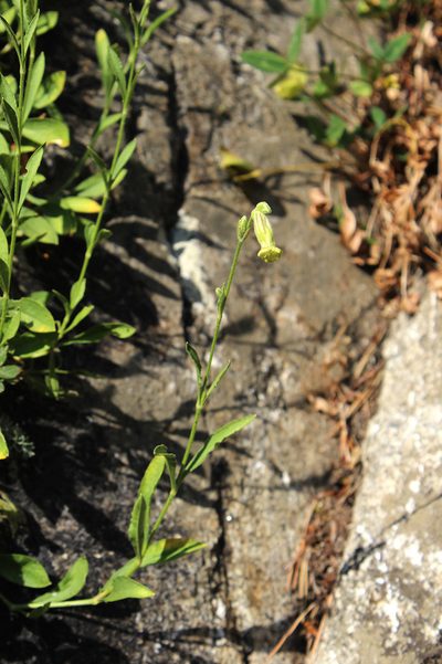 Silene kubanensis, photographed by Dmitriy Bochkov
