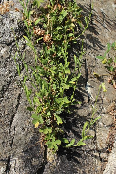 Silene kubanensis, photographed by Dmitriy Bochkov
