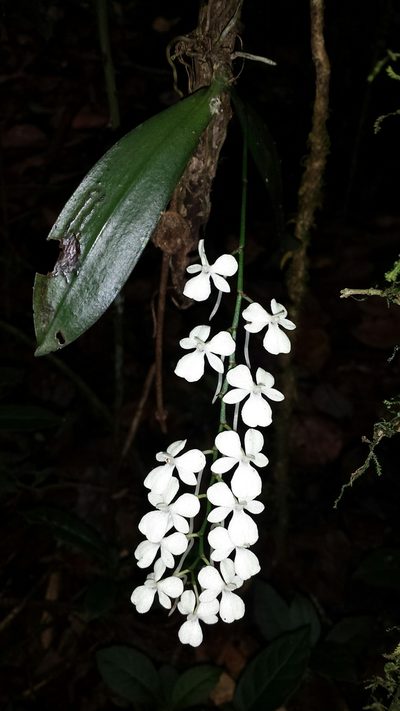 Aerangis citrata, photographed by Romer N. Rabarijaona