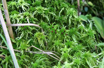 Sphagnum angustifolium, photographed by Dmitriy Bochkov