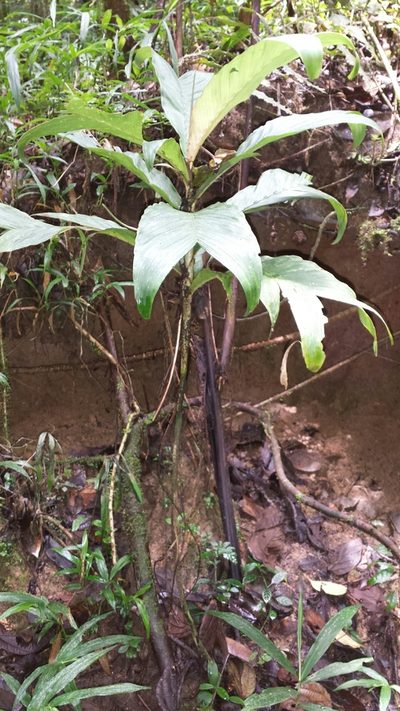Dypsis catatiana, photographed by Romer N. Rabarijaona