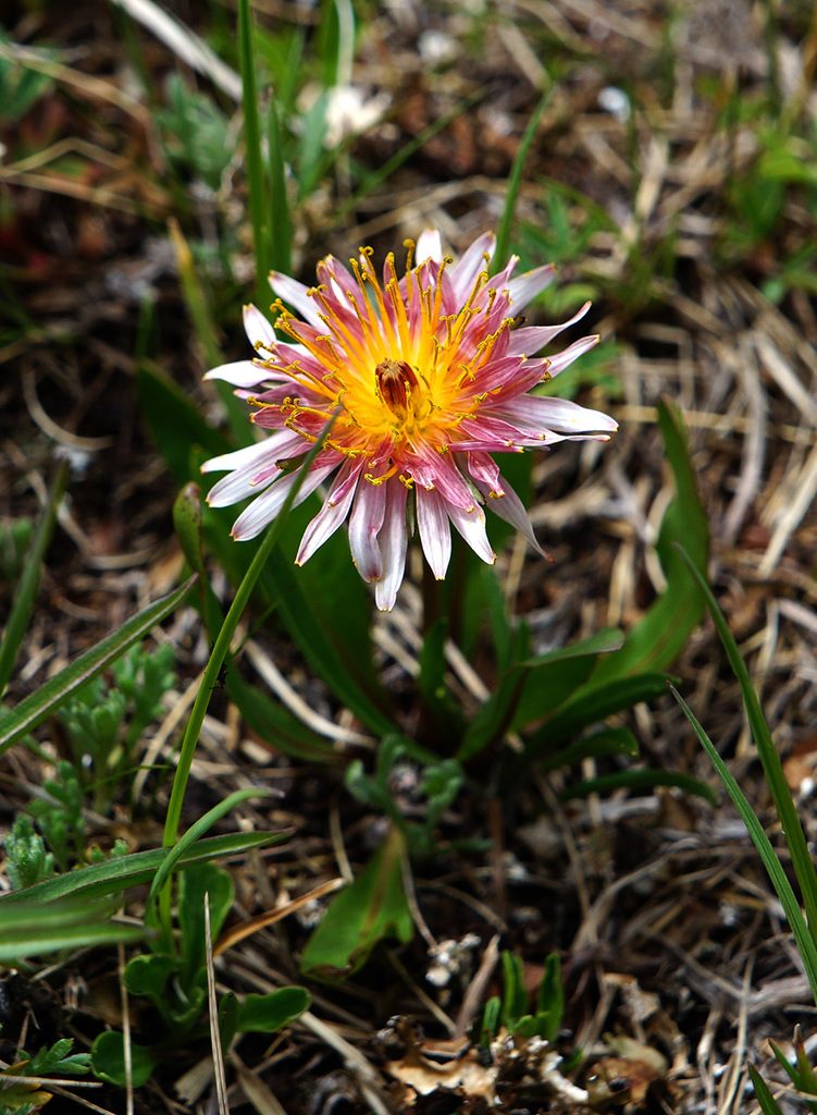 Taraxacum porphyranthum, photographed by Dmitriy Bochkov