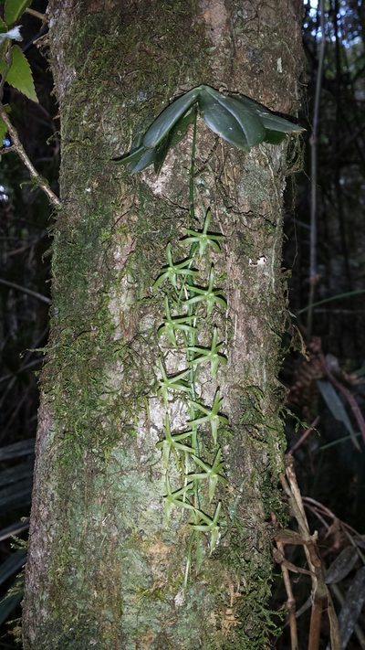 Aerangis pallidiflora, photographed by Romer N. Rabarijaona