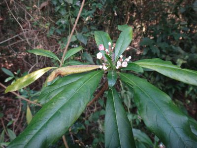 Rauvolfia verticillata, photographed by 呂一起(Lyu yi-chi)
