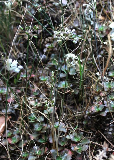 Allium kunthianum, photographed by Dmitriy Bochkov
