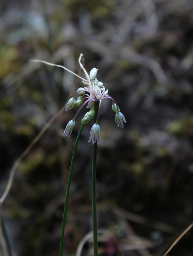 Allium kunthianum, photographed by Dmitriy Bochkov