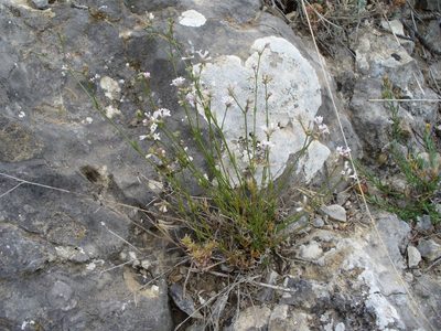 Cynanchica rumelica, photographed by Eduard Garin