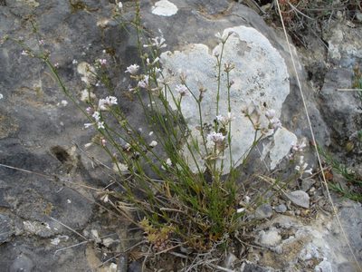 Cynanchica rumelica, photographed by Eduard Garin
