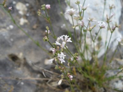 Cynanchica rumelica, photographed by Eduard Garin
