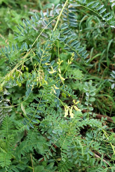 Astragalus galegiformis, photographed by Dmitriy Bochkov