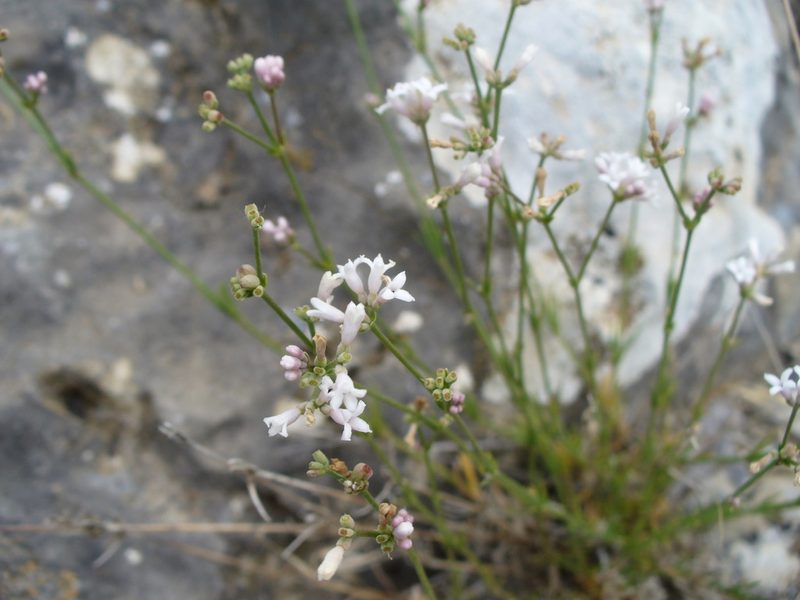 Cynanchica rumelica, photographed by Eduard Garin