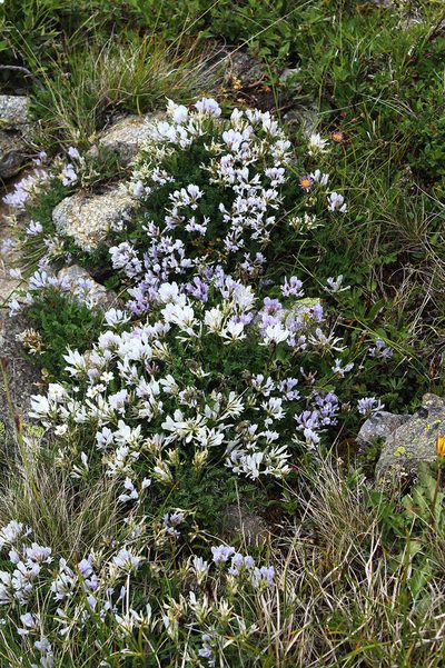 Astragalus levieri, photographed by Dmitriy Bochkov