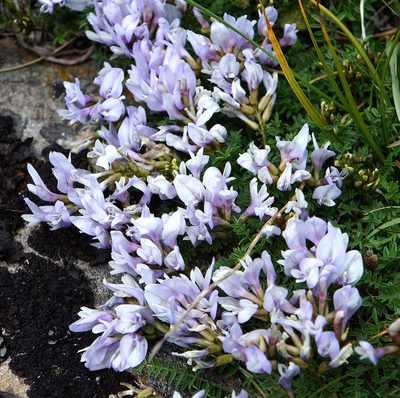 Astragalus levieri, photographed by Dmitriy Bochkov