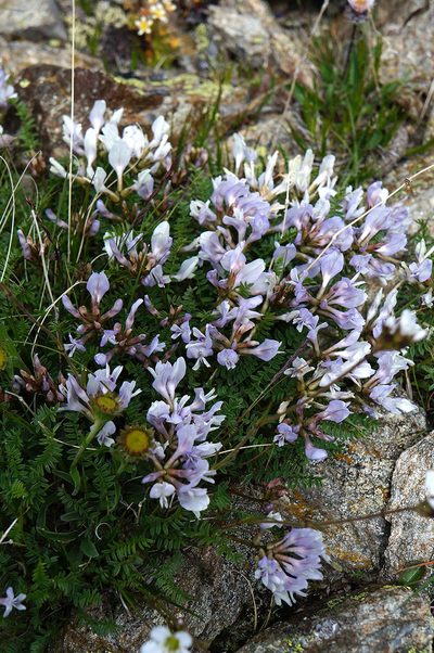 Astragalus levieri, photographed by Dmitriy Bochkov