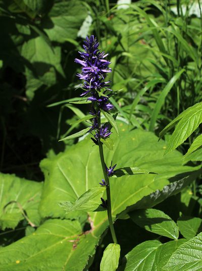 Asyneuma campanuloides, photographed by Dmitriy Bochkov