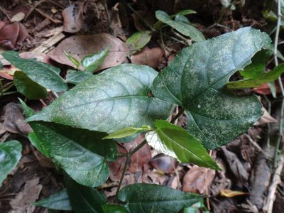 Cissus repens, photographed by 呂一起(Lyu yi-chi)