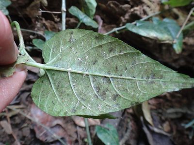 Cissus repens, photographed by 呂一起(Lyu yi-chi)