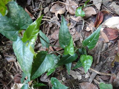 Cissus repens, photographed by 呂一起(Lyu yi-chi)