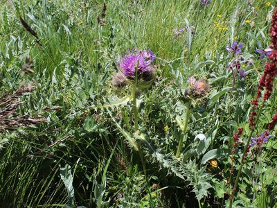 Cirsium pugnax, photographed by Dmitriy Bochkov