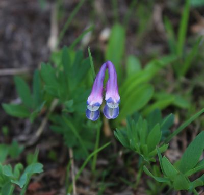 Corydalis conorhiza, photographed by Dmitriy Bochkov