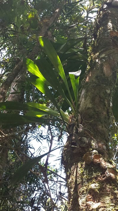 Bulbophyllum occlusum, photographed by Romer N. Rabarijaona
