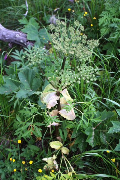 Agasyllis latifolia, photographed by Dmitriy Bochkov