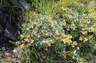 Alchemilla sericea, photographed by Dmitriy Bochkov