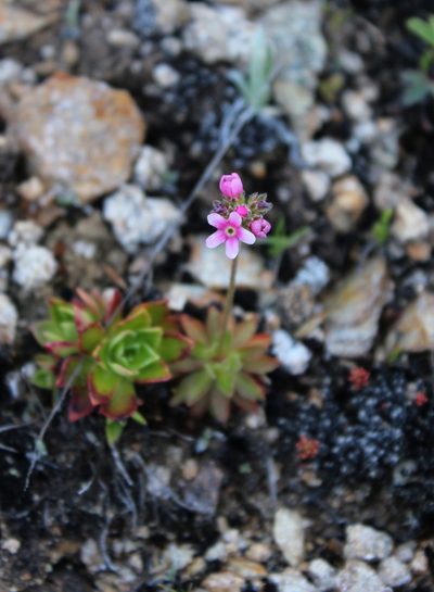 Androsace albana, photographed by Dmitriy Bochkov