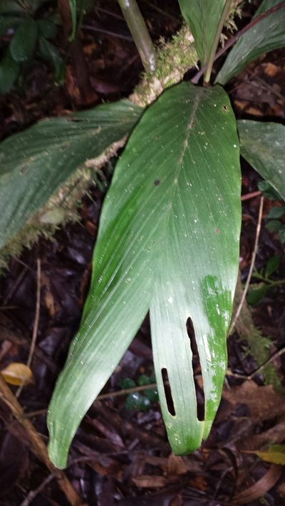 Dypsis catatiana, photographed by Romer N. Rabarijaona
