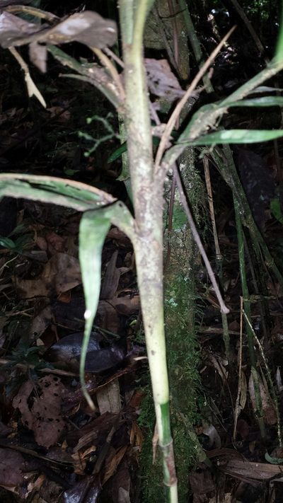 Dypsis catatiana, photographed by Romer N. Rabarijaona