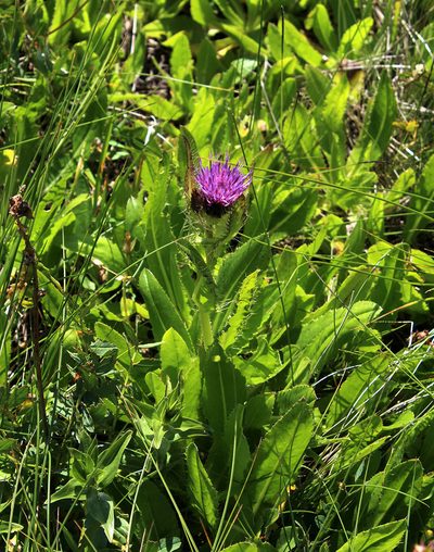 Cirsium simplex, photographed by Dmitriy Bochkov