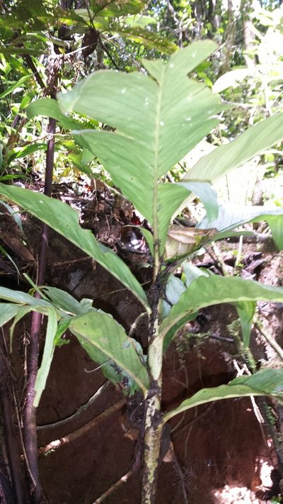 Dypsis catatiana, photographed by Romer N. Rabarijaona