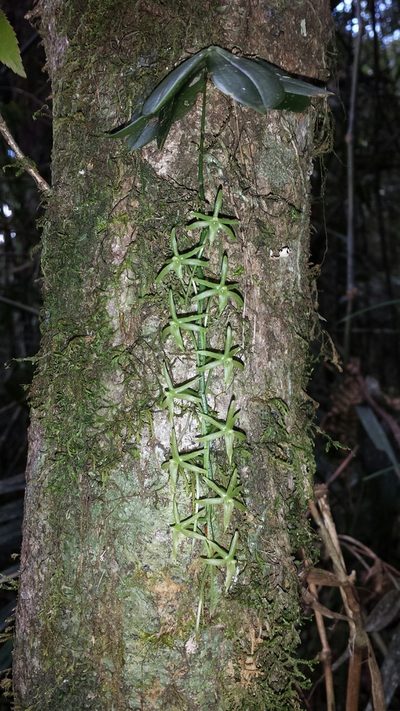 Aerangis pallidiflora, photographed by Romer N. Rabarijaona