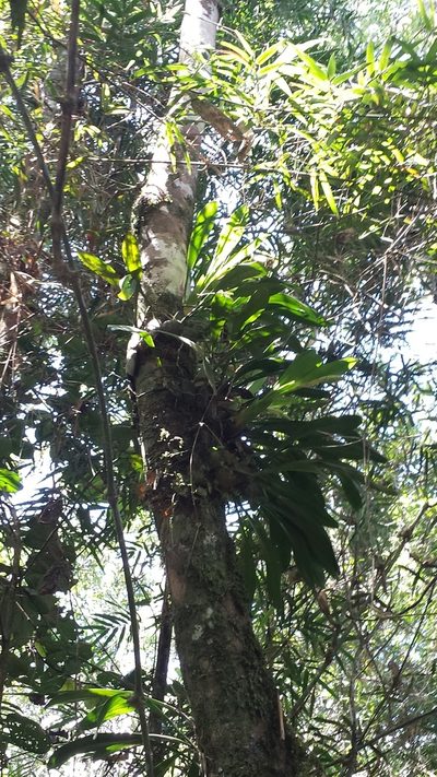 Bulbophyllum occlusum, photographed by Romer N. Rabarijaona
