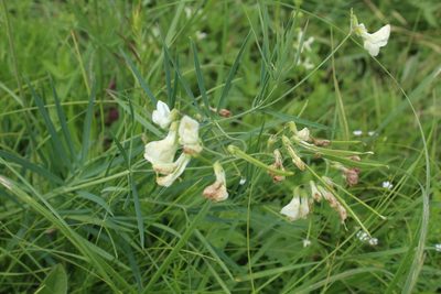 Lathyrus pallescens, photographed by Dmitriy Bochkov