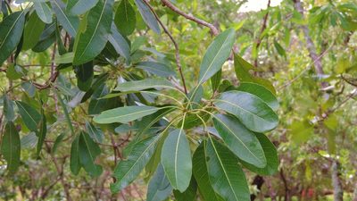 Uapaca nitida, photographed by i_c_riddell