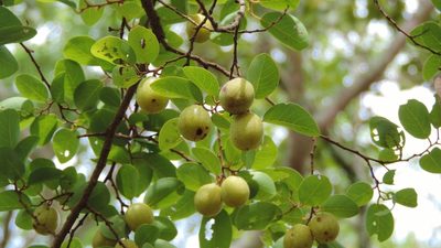 Pseudolachnostylis maprouneifolia, photographed by i_c_riddell