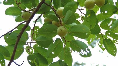 Pseudolachnostylis maprouneifolia, photographed by i_c_riddell
