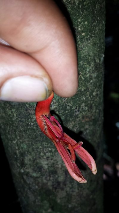 Bakerella grisea, photographed by Romer N. Rabarijaona